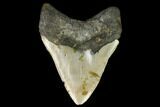 Fossil Megalodon Tooth - North Carolina #124671-1